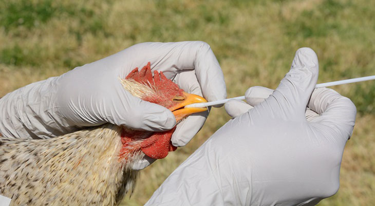 the-united-states-reports-it-s-very-first-case-of-bird-flu-in-a-human